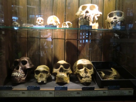 A shelf of various skulls.